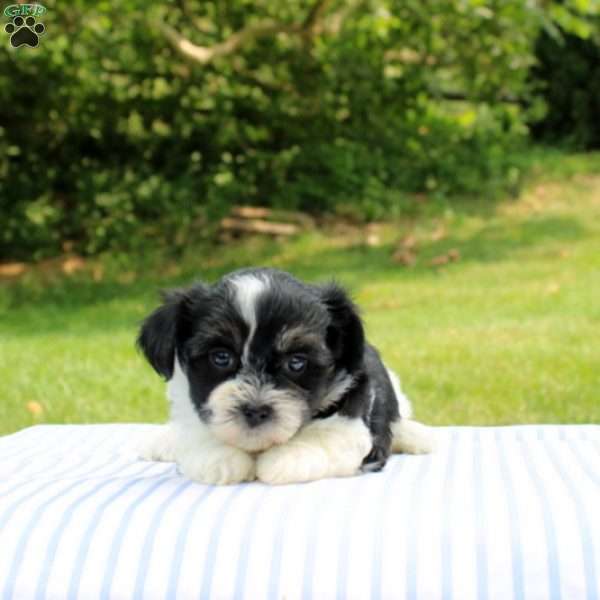 Kamila, Shih-Poo Puppy